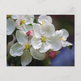 ÄppelBlommar Vykort
