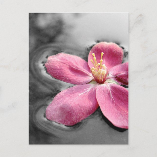 ÄppelBlommar Vykort (Framsida)