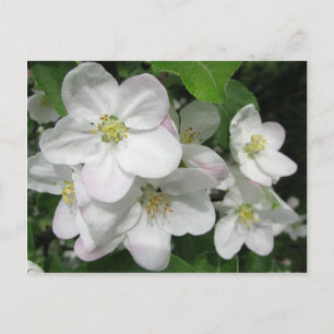 ÄppelBlommar Vykort