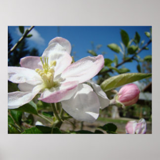 ÄPPELBLOMMOR Blommor Konsttryck Inramad Konst Poster