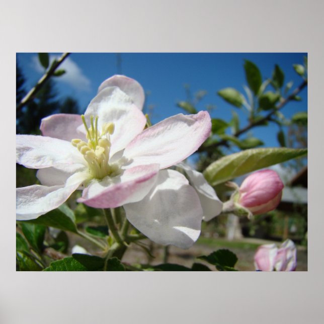 ÄPPELBLOMMOR Blommor Konsttryck Inramad Konst Poster (Framsidan)