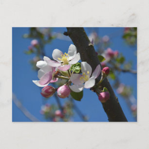 Äppelblommor - En blommande gren av äppelträd Vykort