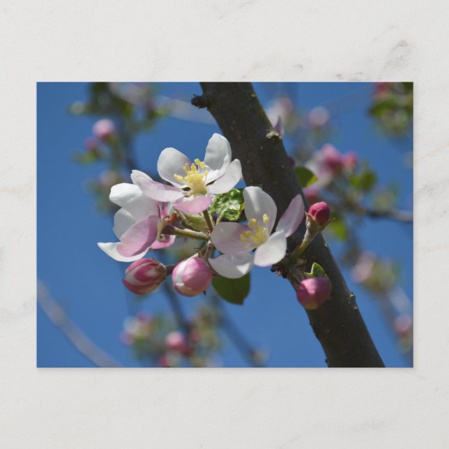 Äppelblommor - En blommande gren av äppelträd  Vykort (Framsida)