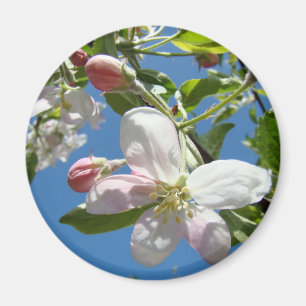 ÄPPELBLOMMOR MAGNETER Rosa Blommor Äpple