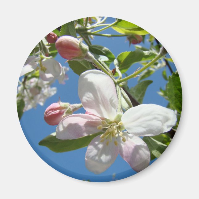 ÄPPELBLOMMOR MAGNETER Rosa Blommor Äpple (Framsidan)