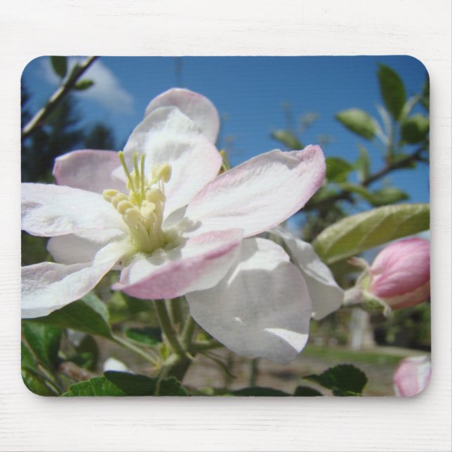 Äppelblommor MUSMATTOR Rosa Blommor Musmatta (Framsidan)