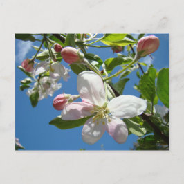 ÄPPELBLOMMOR Postkort Vår Postkort Vykort