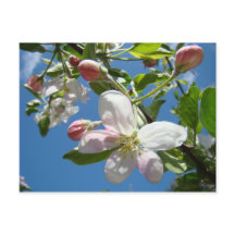 ÄPPELBLOMMOR Postkort Vår Postkort