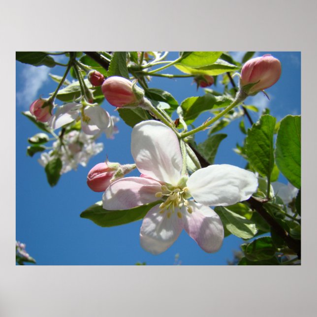 ÄPPELBLOMMOR VÅR Blommor Konsttryck Affischer (Framsidan)