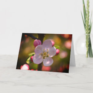 Äppelblomning Kort