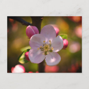 Äppelblomning Vykort