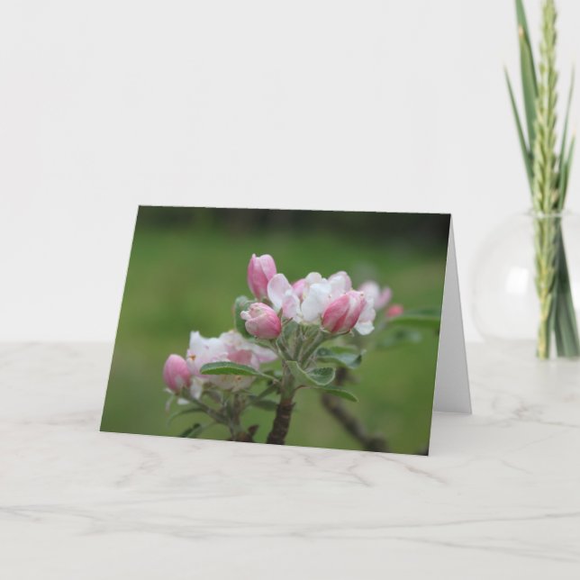 Äppelblomskort Kort (Framsida)
