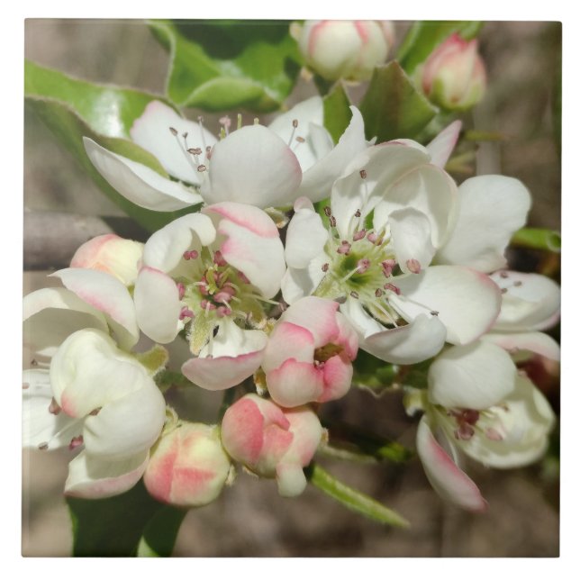 Äppelbukblomma Kakelplatta (Framsidan)