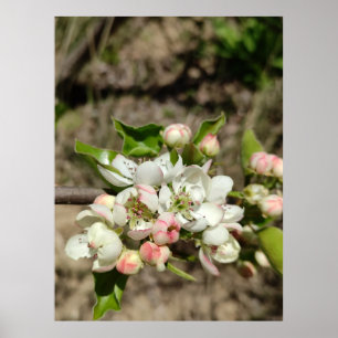 Äppelbukblomma Poster