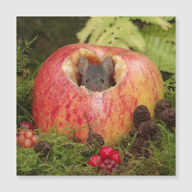 äppelmus (Framsida)