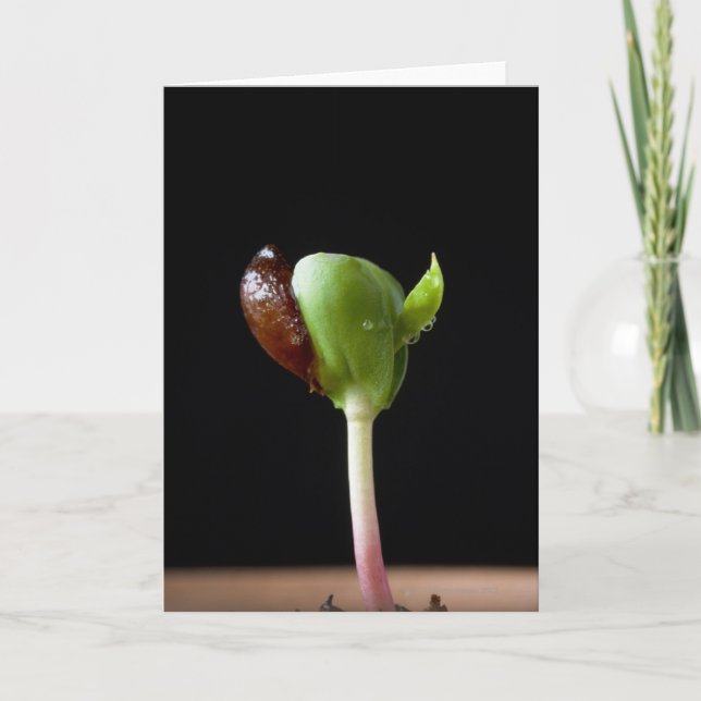 Äppelplantor med frösnäcka kort (Framsida)
