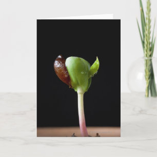 Äppelplantor med frösnäcka kort