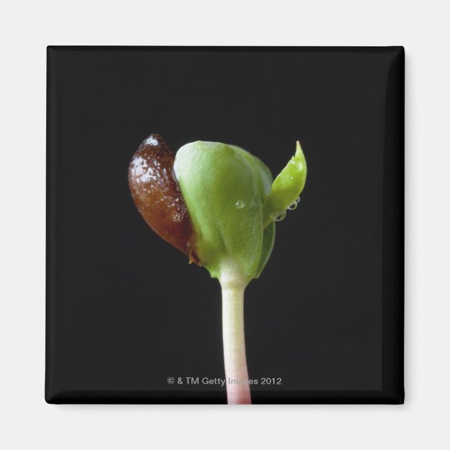 Äppelplantor med frösnäcka magnet (Framsidan)