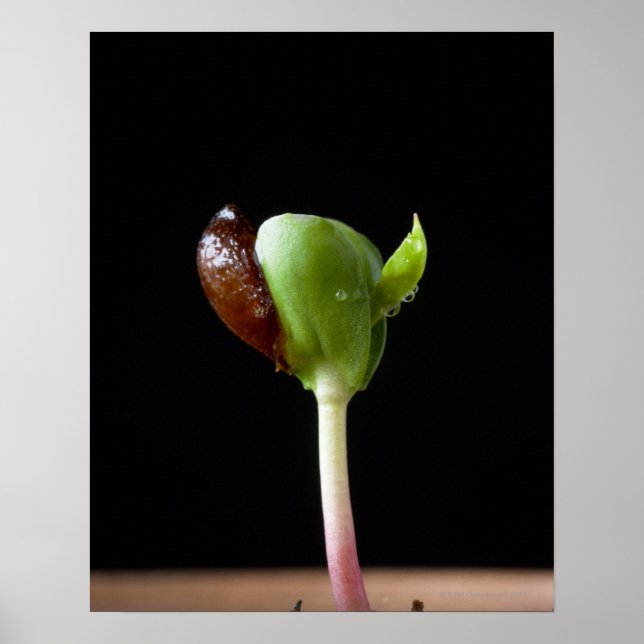 Äppelplantor med frösnäcka poster (Framsidan)