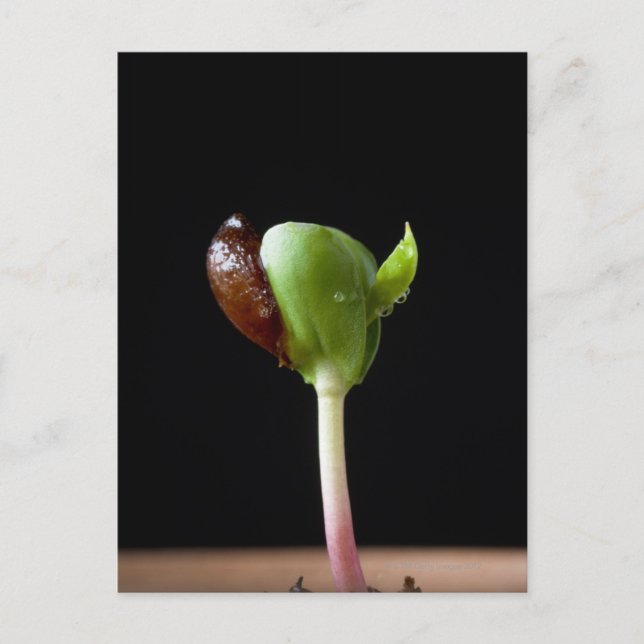Äppelplantor med frösnäcka vykort (Framsida)