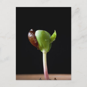 Äppelplantor med frösnäcka vykort