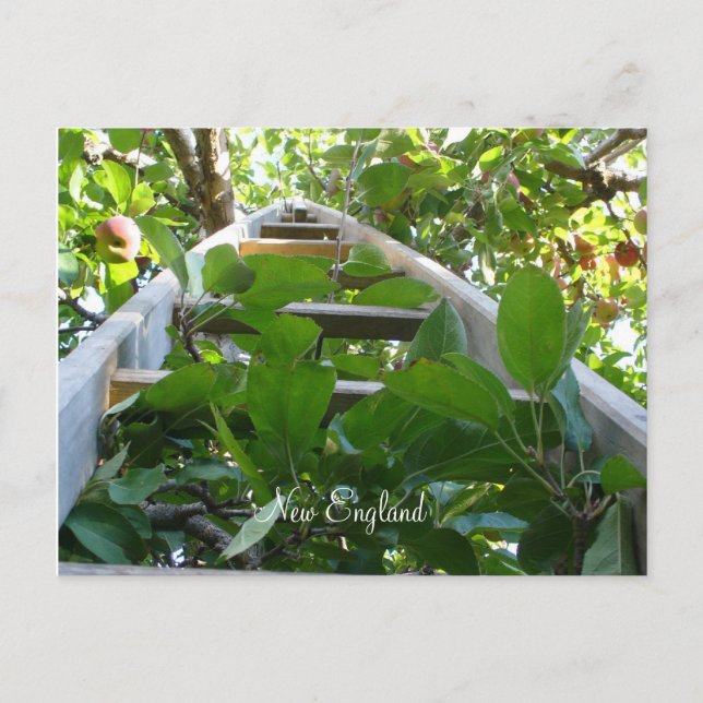 Äppelplockning i New England Vykort (Framsida)