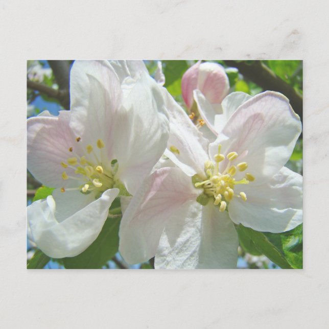 Äppelträd blommar blommor vykort Vårblommor (Framsida)