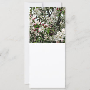 Äppelträd I Blomning