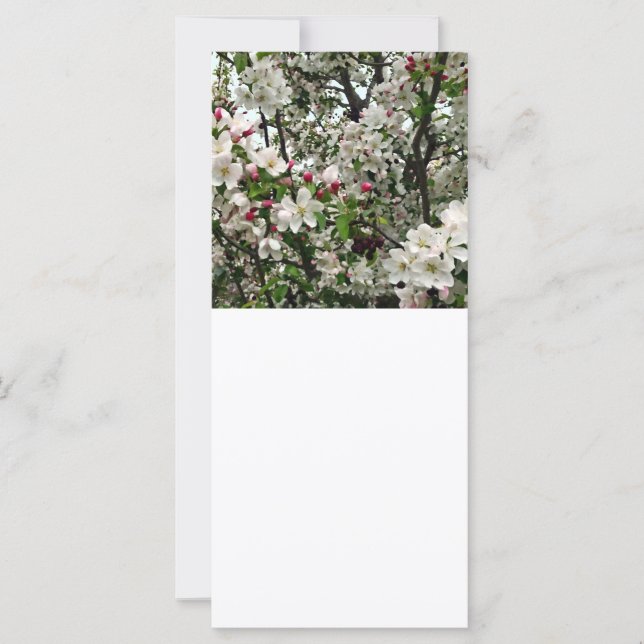 Äppelträd I Blomning (Framsida)