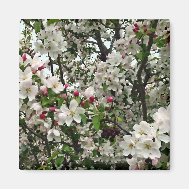 Äppelträd I Blomning Magnet (Framsidan)