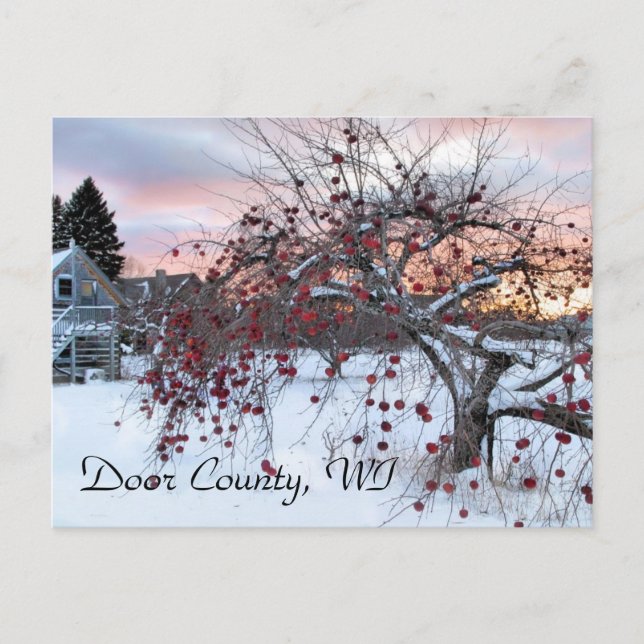 Äppelträd Vykort (Framsida)