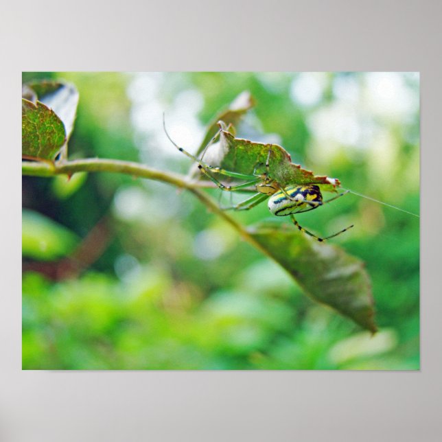 Äppelträdsspindel - Leucauge venusta Poster (Framsidan)