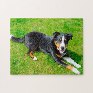 Appenzeller Sennenhund. Pussel
