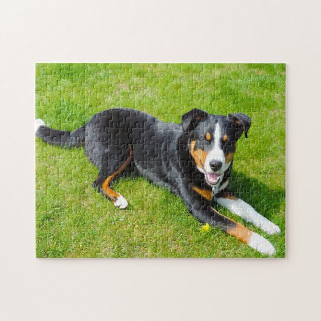 Appenzeller Sennenhund. Pussel (Horisontell)