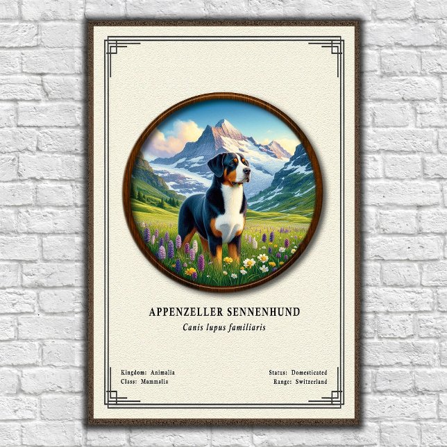 Appenzeller Sennenhund Zoologisk Serie Poster (Skapare uppladdad)