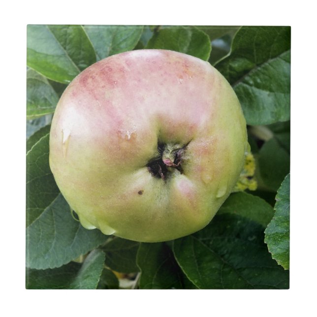 ÄPPLA KAKELPLATTA (Framsidan)