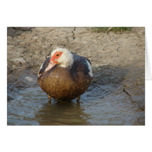 Äppla Muscovy Hen Hälsningskort
