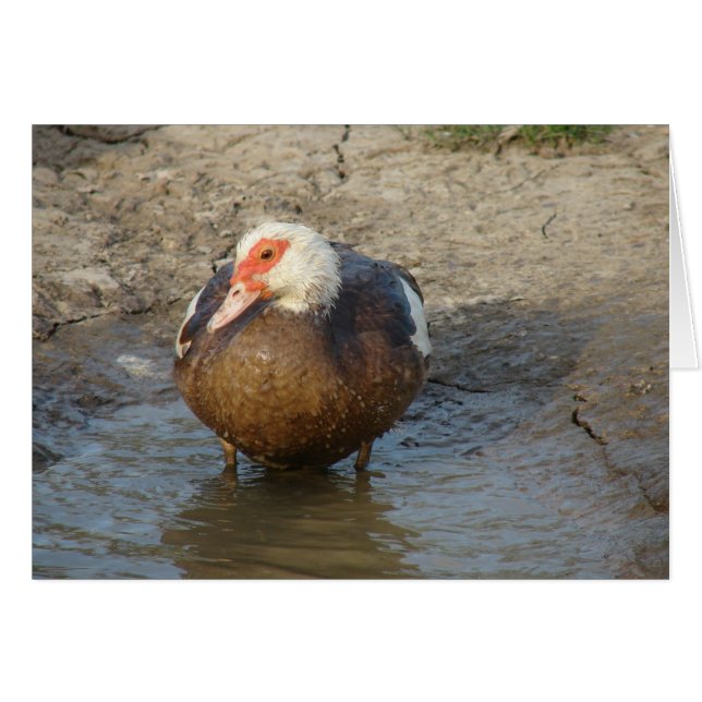 Äppla Muscovy Hen Hälsningskort (Framsidan Horizontal)