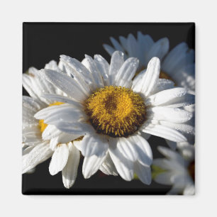Applådera daisyn magnet