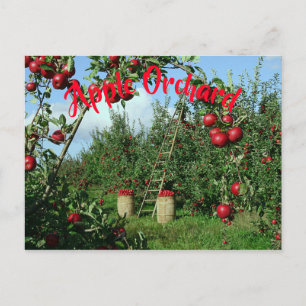 Apple-arrangemanget Vykort