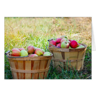 Apple Basket OBS Kort