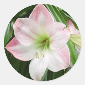 Apple Blommar Amaryllis Romantic Sticker Runt Klistermärke