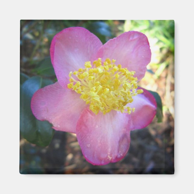 Apple Blommar Camelia Photo Square Magnet (Framsidan)