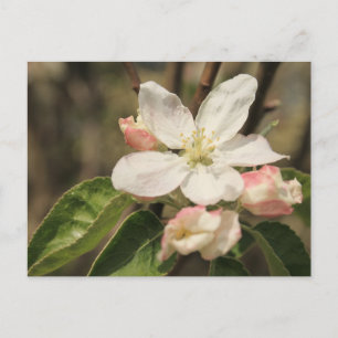 Apple Blommar Close-Up Photo in Sunshine Vykort