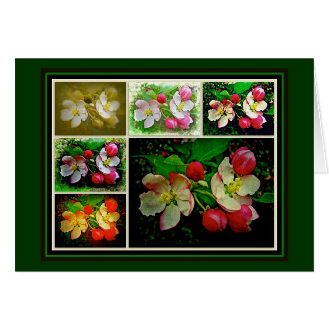 Apple Blommar Collage - Enhanced Digital Photo Hälsningskort (Framsidan Horizontal)