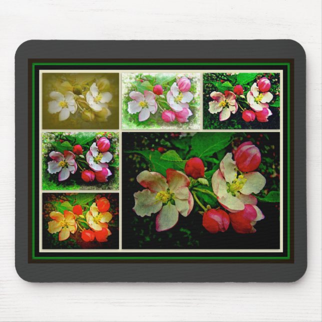 Apple Blommar Collage - Enhanced Digital Photo Musmatta (Framsidan)