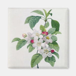 Apple blommar, från 'Belles för Les Choix des-pl Magnet