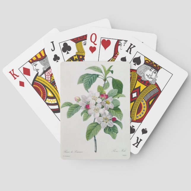 Apple blommar, från 'Belles för Les Choix des-plus Casinokort (Baksidan)