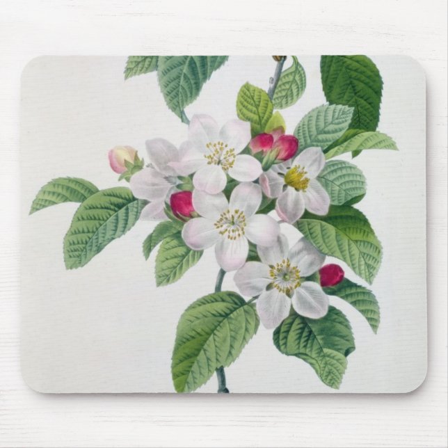 Apple blommar, från 'Belles för Les Choix des-plus Musmatta (Framsidan)