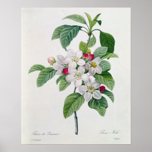 Apple Blommar från "Les Choix des Plus Belles" Poster (Framsidan)
